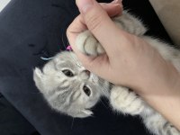 Scottish Fold 6 Aylık