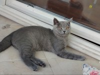 Erkek cana yakın oyuncu british shorthair