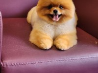 Muhteşem Pomeranian Boo