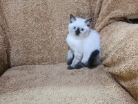 British shorthair çikolata point kızımız