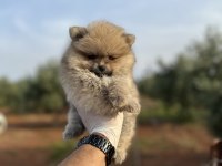 Sağlık Ve Irk Garantili Pomeranian Yavrularımız