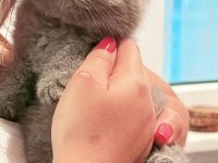 British shorthair yavru