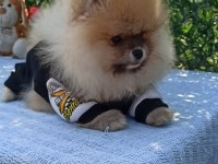 Orijinal pomeranian boo