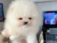 Teacup erkek yavru Pomeranian boo