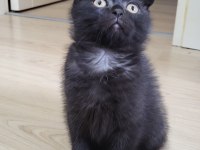 Scottish Fold Black Tabby Baby