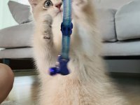 Çocuk dostu british shorthair boddik