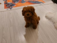Erkek Poodle Ankara 2 Aylık