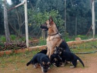 A şecereli safkan alman kurtlar