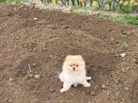 3 Yaşında Full Evcil Eğitimli Ayı Surat Pomeranian
