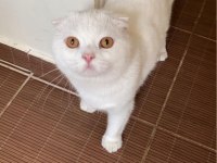 A KALİTE PAMUK SCOTTİSH FOLD OĞLUMUZ