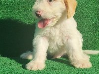 Maltipoo erkek ve dişi bebegim