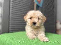 Güzeller güzeli maltipoo