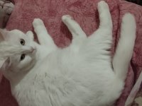 KEDİMİZİ ÜCRETSİZ SAHİPLENDİRME ACİL