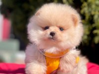 Yavru köpeğimiz pomeranian boo