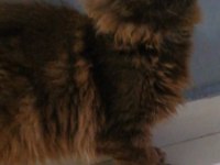 Safkan Minik Dev Maine Coon