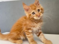 Mainecoon 2,5 Aylık Erkek Red 
