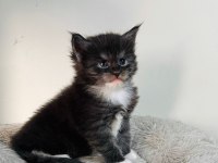 Xxl black and white MAİNE COON yavruları şecereli