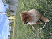 Pomeranian 11 aylık
