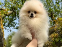 Safkan Pomeranian Boo Yavruları
