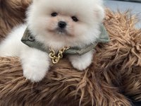 Üst kalite ayı surat Pomeranian boo yavrular