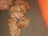 Toy poodle 3 dişi 2 erkek sağlık boy kilo garantili