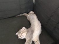 Scottish fold kedim 4 aylık sahibini arıyor