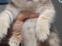 Scottish fold kedimiz