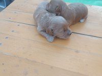 Maltipoo teriyer