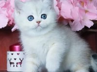 Mavi Göz NS1133 British Shorthair