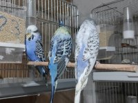Show JUMBO Muhabbet kuşu