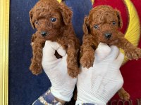 Toy poodle yavrularımız büyüdü