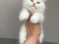 Kaliteli Silver Point British Longhair Bebekler
