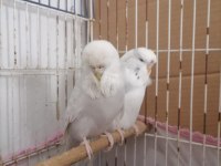 jumbo kuşlarımız muhabbet kuşu