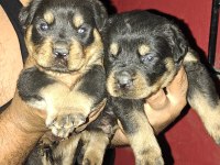 Koca kafa rottweiler yavruları