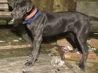 6 aylık anne baba şecereli dişi cane corso