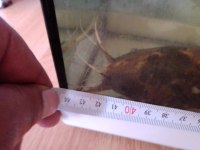 45 50 cm uzunluğunda Kedi balığı