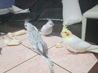 2 Aylık Sultan Papağanı