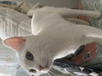 KAR BEYAZI ANKARA KEDİSİ