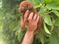 IRK GARANTİLİ SAFKAN TOY POODLE YAVRUM