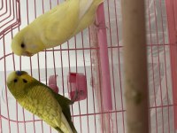 Muhabbet kuşu