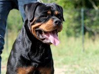 Türkiye şampiyonu rottweiler