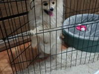Pomeranian Çikom acil verilecek