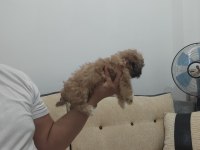 Safkan sıfır numara erkek shih tzu