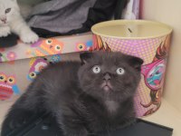 Scottish fold ve british yavru kediler