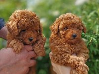 ORJİNAL IRK GARANTİLİ TOY POODLE 