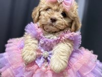 Maltipoo Yavrum 55 Günlük