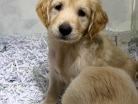 Anne altından 2 adet dişi golden retriever bebekler