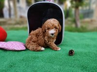 Ruhsatlı Köpek Çiftliğinden Maltipoo Yavrularımız 