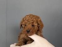POODLE YAVRULARIMIZ