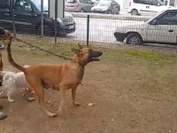 Belçika kurdu köpekler